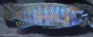 Labeotropheus trewavasae 'Higga Reef'